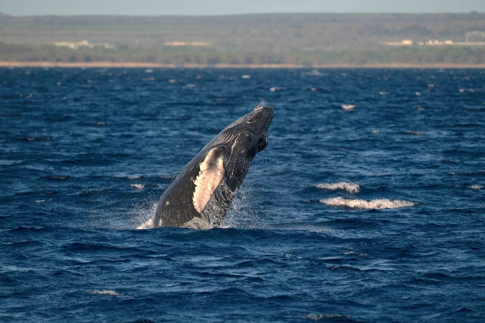 Baby-Whale-Breaching