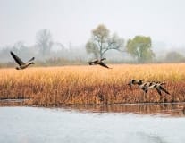 Migrating Geese In Autumn