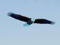 Eagle Flying High