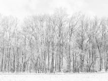 Winter solitude, Black and white